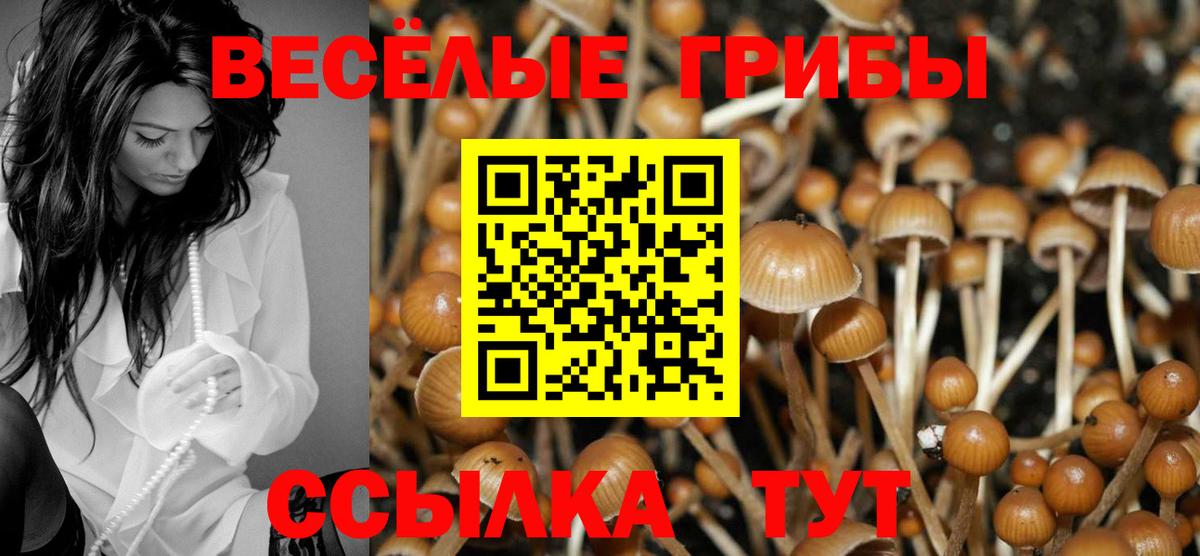 Псилоцибиновые грибы Psilocybine cubensis Солнечногорск